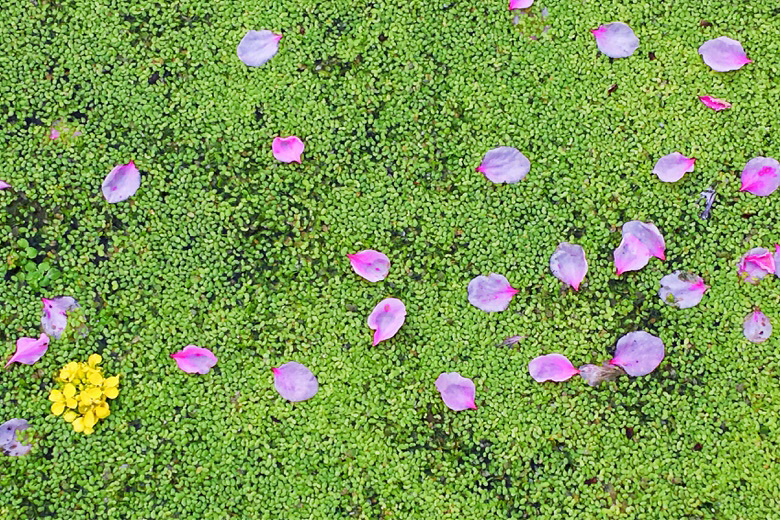 桃花乱落如红雨_(手机微拍)