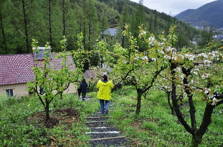 世外桃源……余杭鸬鸟镇太平山村农庄的梨花