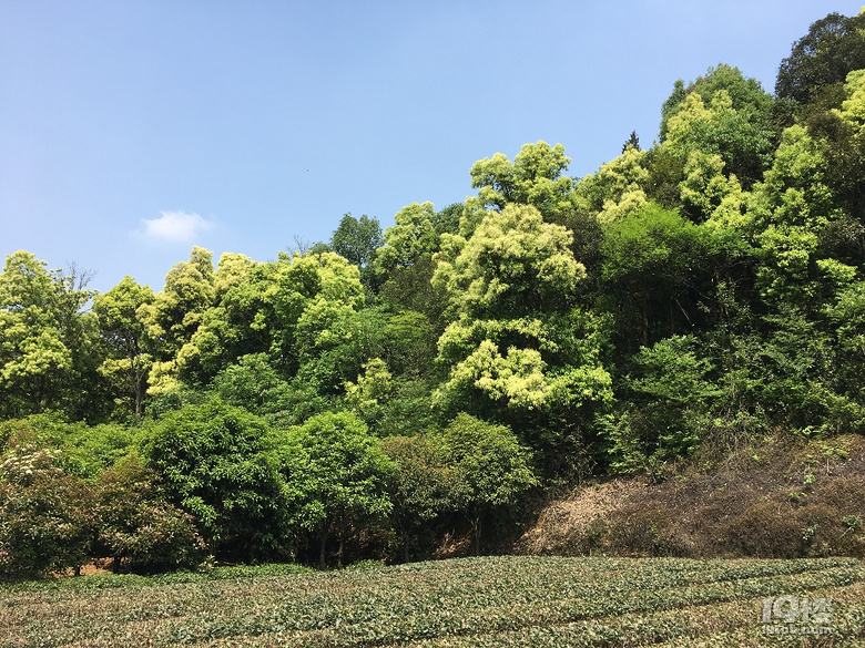 《剪刀手走鄉(xiāng)村》系列--仿佛桃源度大青，游大清村！