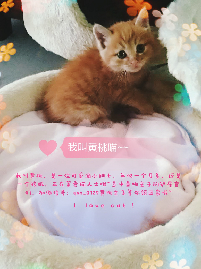 ?lin)һֻСSҡҐʿ