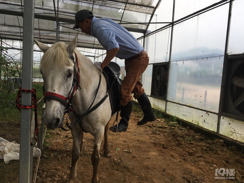 杭州哪里可以学骑马离滨江区近一点