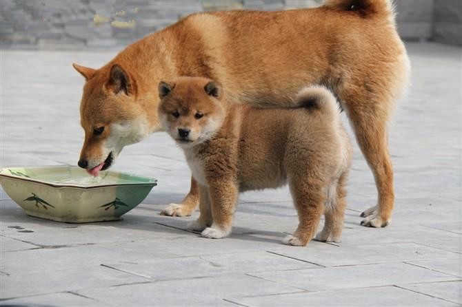 纯种柴犬,精品小柴犬,日系柴犬,日本柴犬