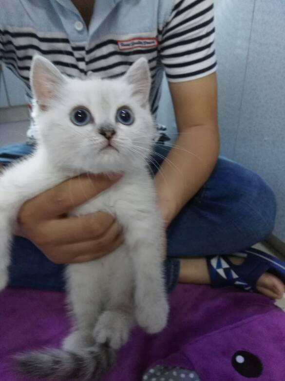 家养英短银点系渐层 蓝猫