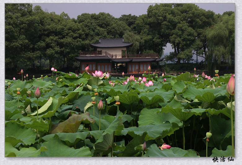 接天莲叶映日荷