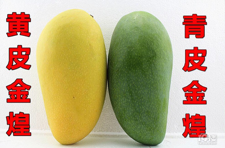 好吃的小金煌芒果(青皮品种更赞哦