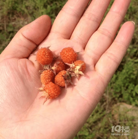 小時候的味道