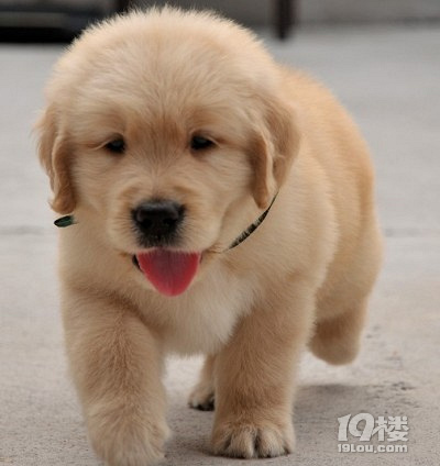 金毛尋回犬