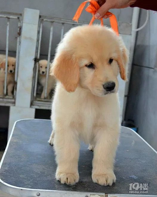 金毛尋回犬