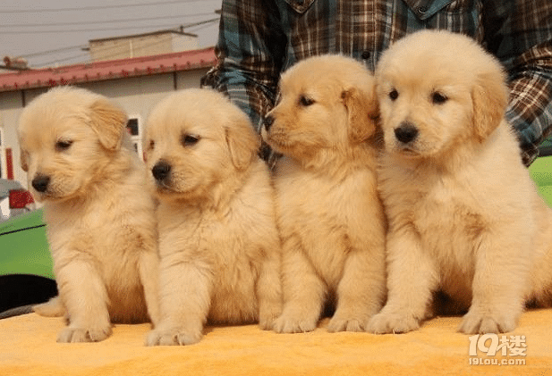 金毛尋回犬