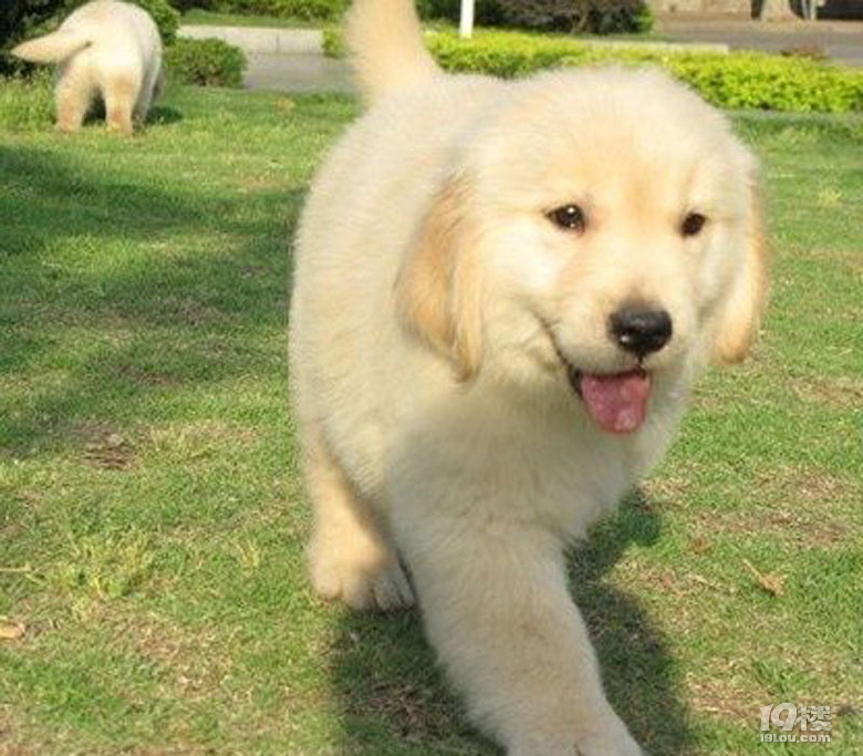 金毛尋回犬