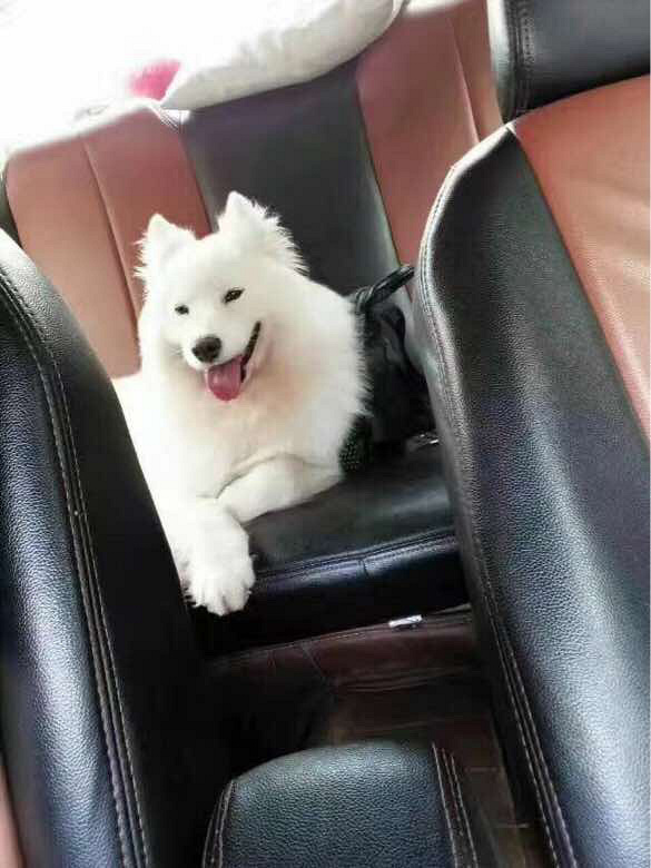 亲爱的朋友们、图片是我客户的一只萨摩。这