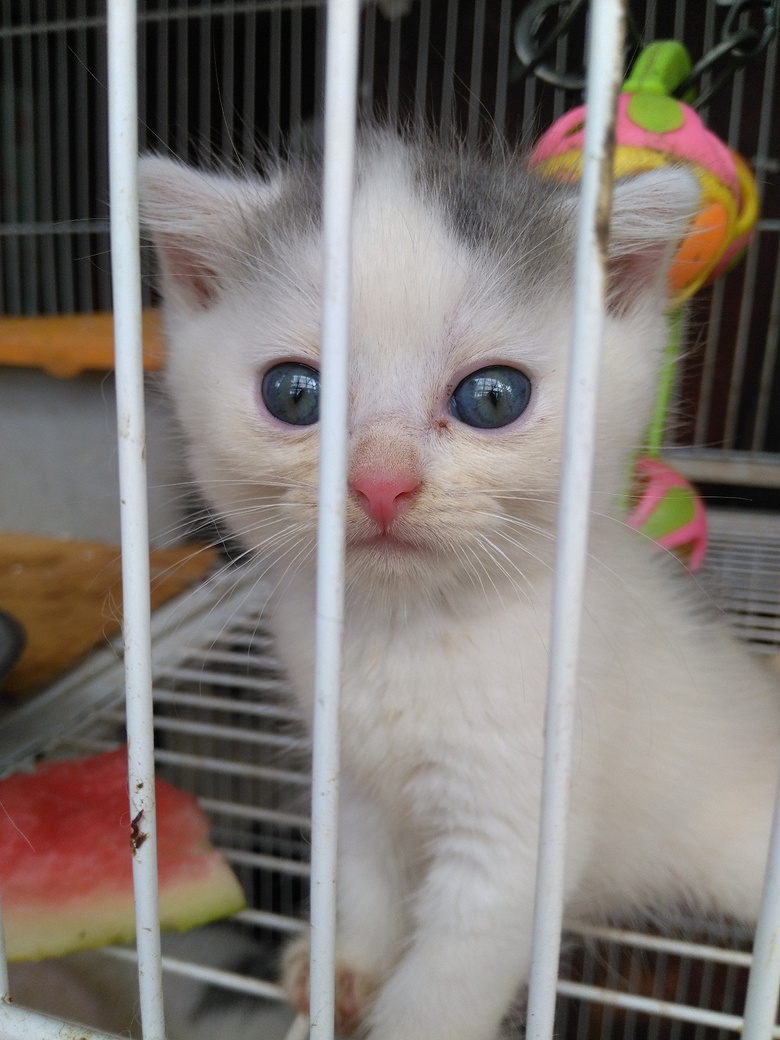 英短幼猫送养-我要送养-宠物送养区-杭州19楼
