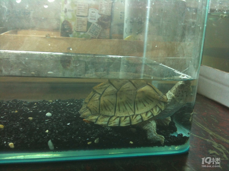 杭州本地，出1歲剃刀龜1只，背甲6.5cm，愿者私聊