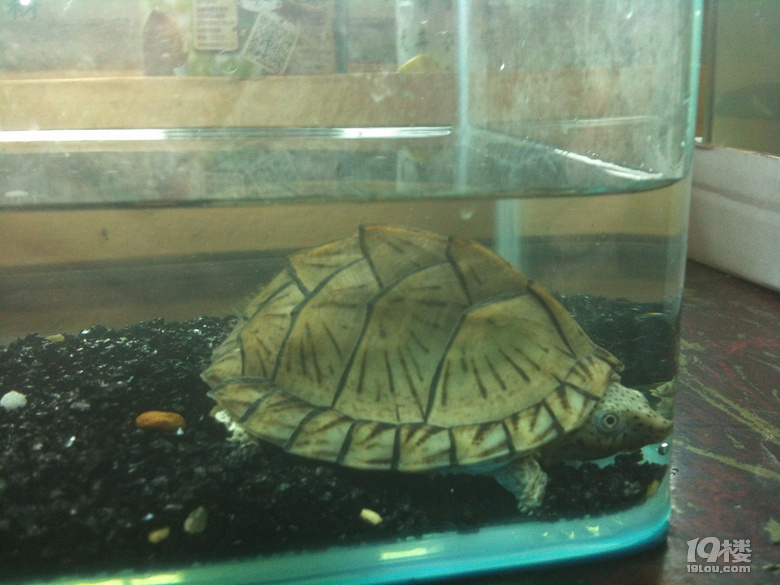 杭州本地，出1歲剃刀龜1只，背甲6.5cm，愿者私聊