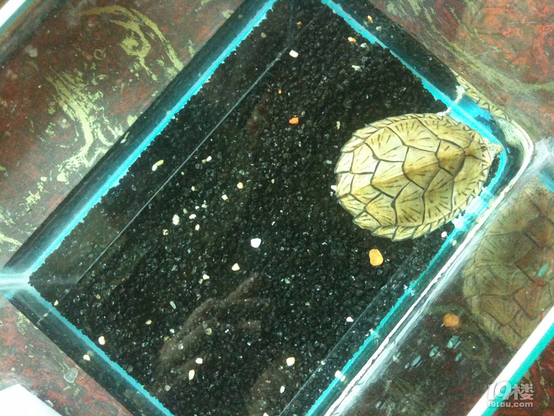 杭州本地，出1歲剃刀龜1只，背甲6.5cm，愿者私聊