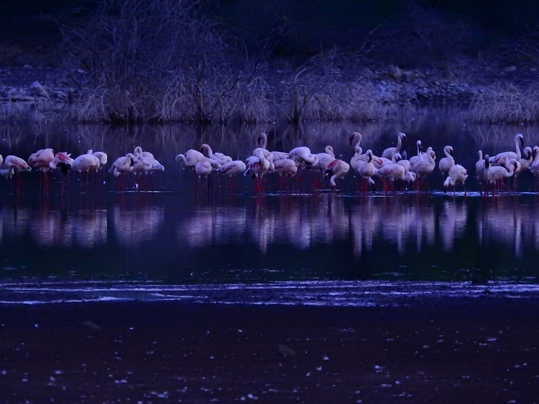 在月光下,我为你弹奏肖邦的夜曲,怀念你那鲜红