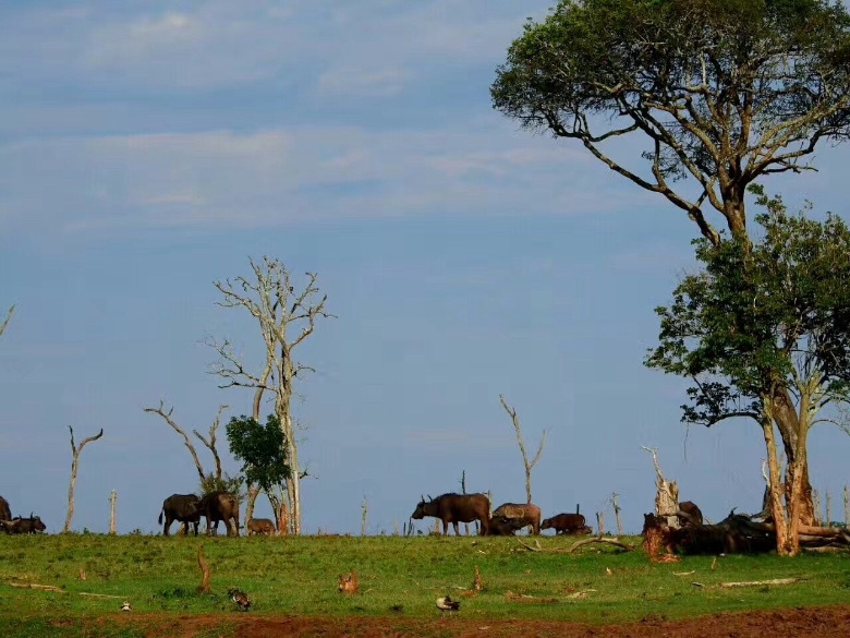 在月光下,我为你弹奏肖邦的夜曲,怀念你那鲜红