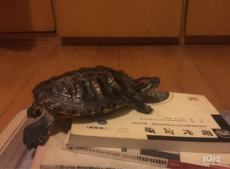 Сց(li)L(zhng)ӛ