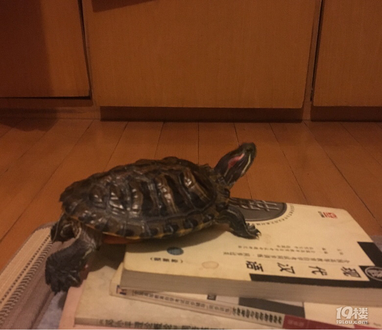 Сց(li)L(zhng)ӛ
