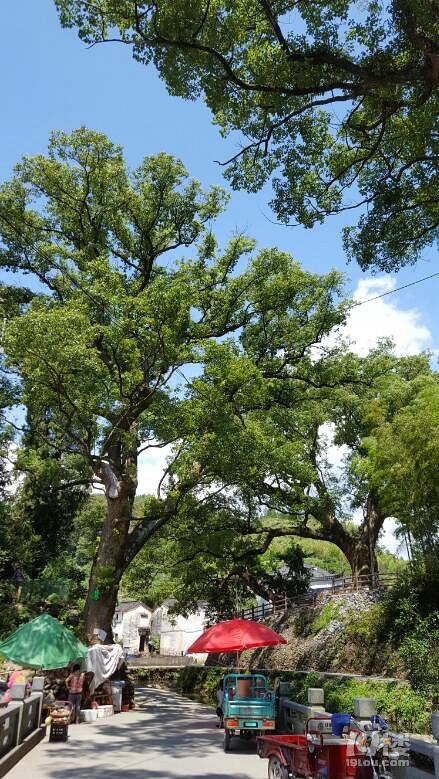 芹川古村