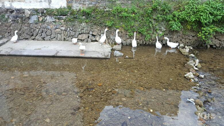 芹川古村