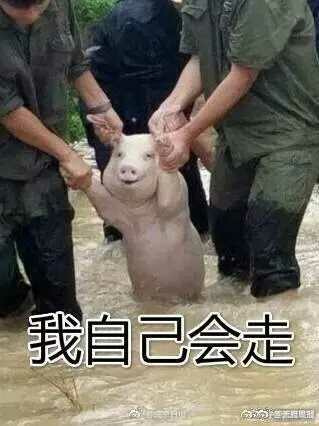 这只受灾的猪被做成表情包了南京