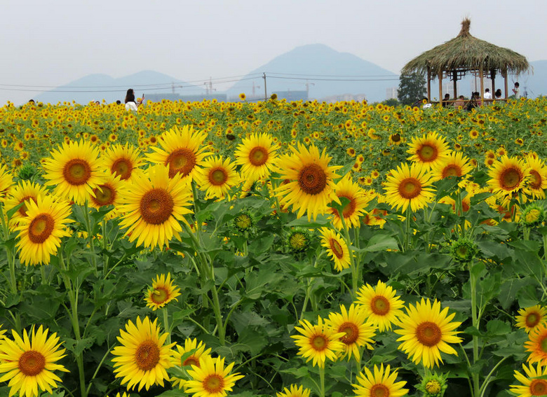 临平艺尚小镇向日葵花海