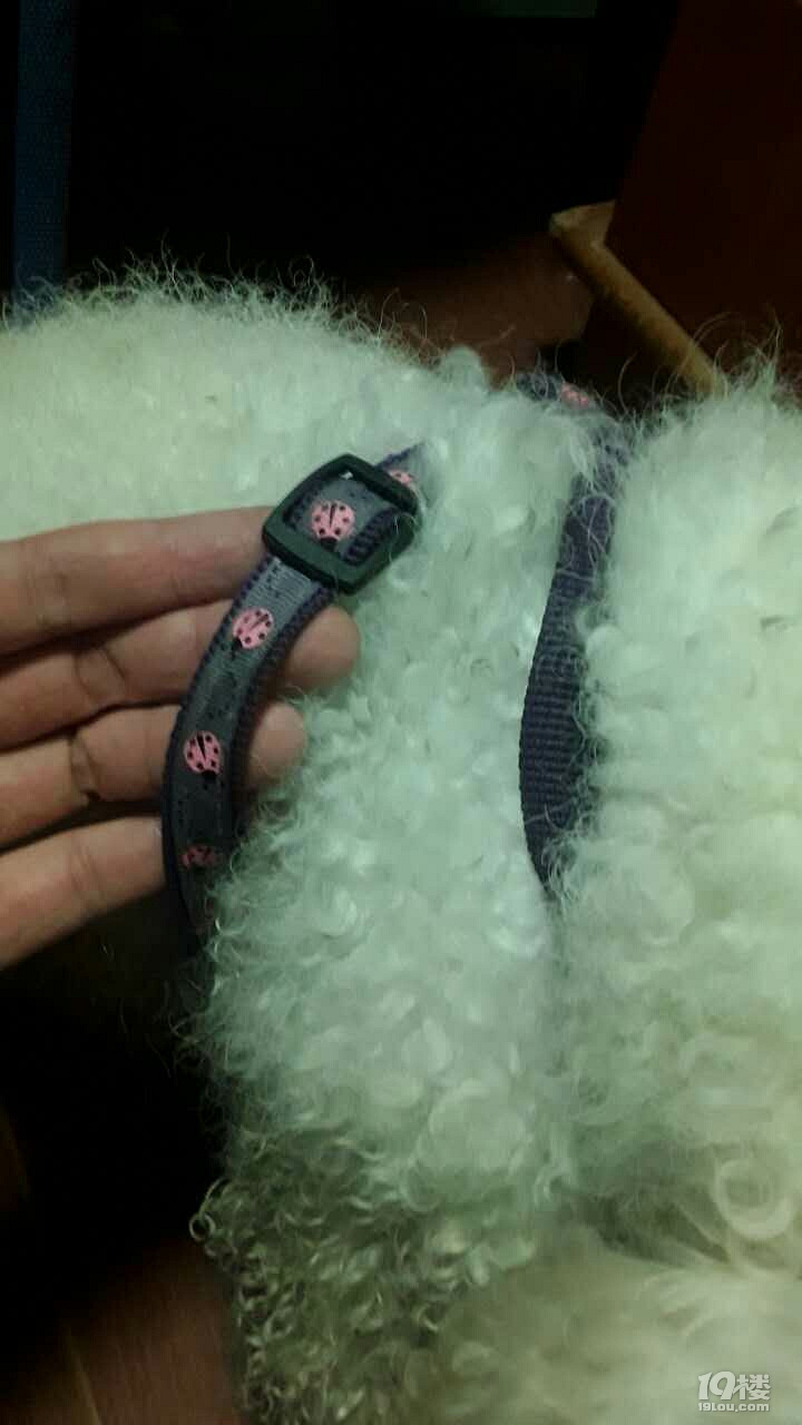 誰家走失了白色泰迪，在拱墅區(qū)上塘路和溫州路口交叉口撿到！