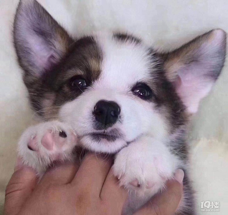 三通大围脖柯基