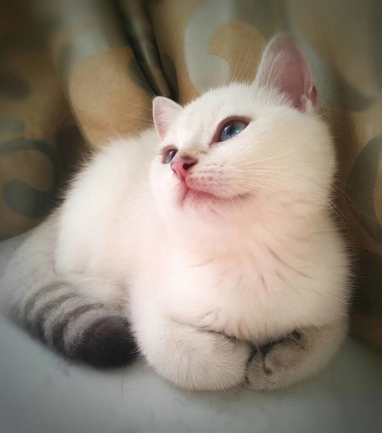 我就是那么漂亮,不接受反驳~-我要送养-宠物送