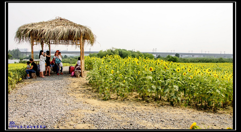 艺尚小镇向日葵花海随拍-风景照-19摄区-杭州