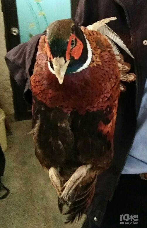 #舌尖上的旅行#+野山鸡的故事