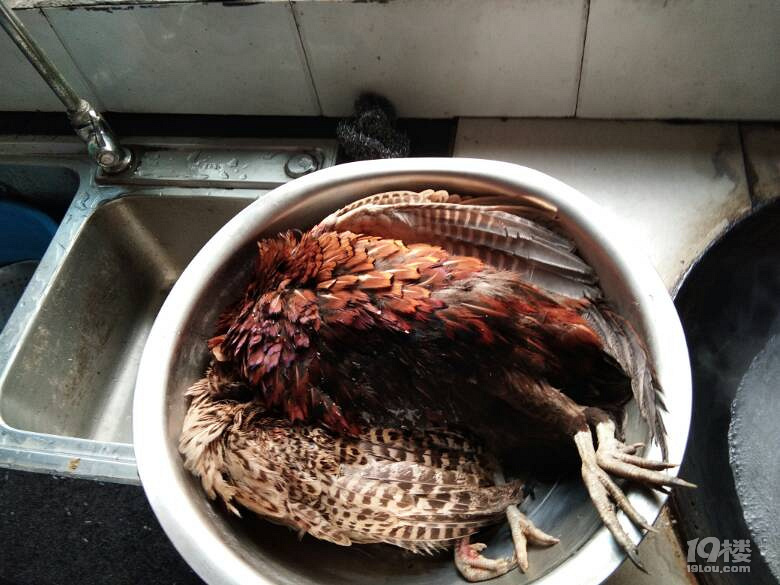 #舌尖上的旅行#+野山鸡的故事