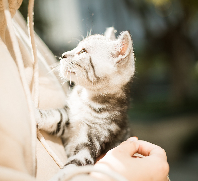 美短 起司猫 加白美短 可以出窝了 喜欢的亲私信