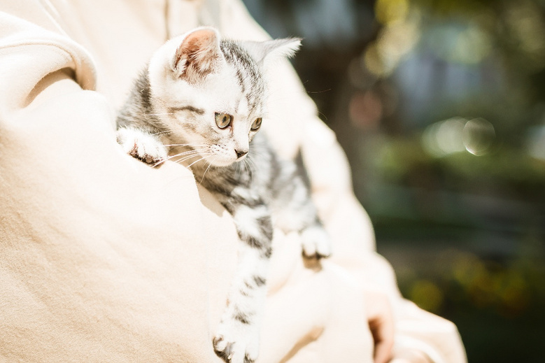 美短 起司猫 加白美短 可以出窝了 喜欢的亲私信