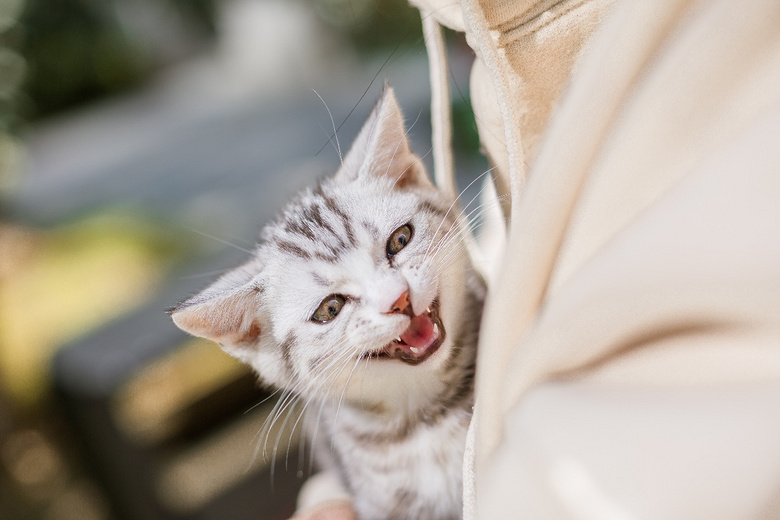 美短 起司猫 加白美短 可以出窝了 喜欢的亲私信