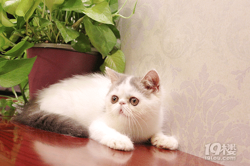 梵文加菲雪白雪白的白雪公主和王子-爱宠分享