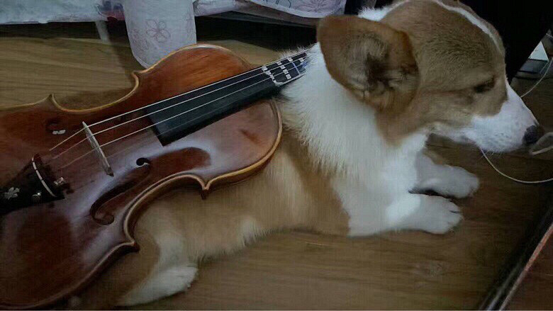 成犬公柯基