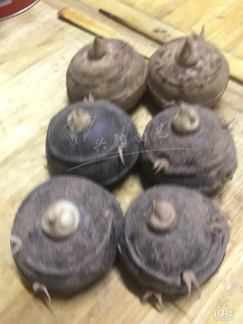 象形馬蹄包