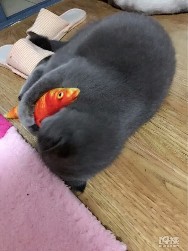 Ъ?w)ȌɵС°~