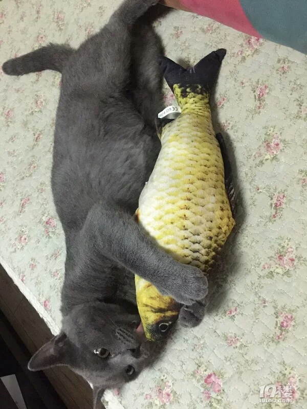 Ъ?w)ȌɵС°~