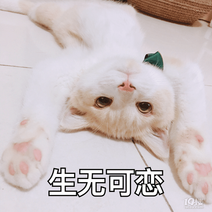 可爱猫咪图片斗图专用心老婆包看开的表情表情逗图片