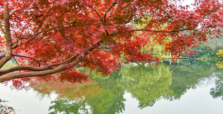 【初冬秋景】西湖景區(qū)紅葉醉人