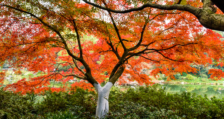 【初冬秋景】西湖景區(qū)紅葉醉人
