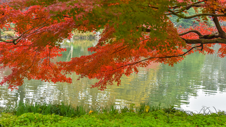 【初冬秋景】西湖景區(qū)紅葉醉人