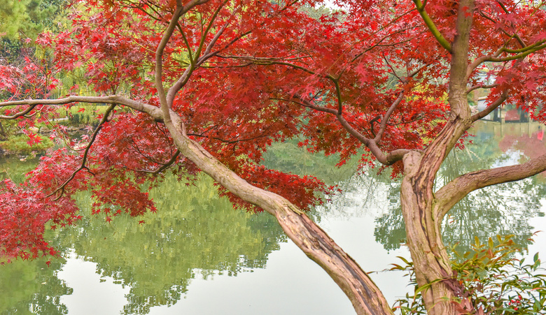 【初冬秋景】西湖景區(qū)紅葉醉人