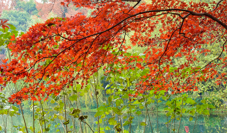【初冬秋景】西湖景區(qū)紅葉醉人