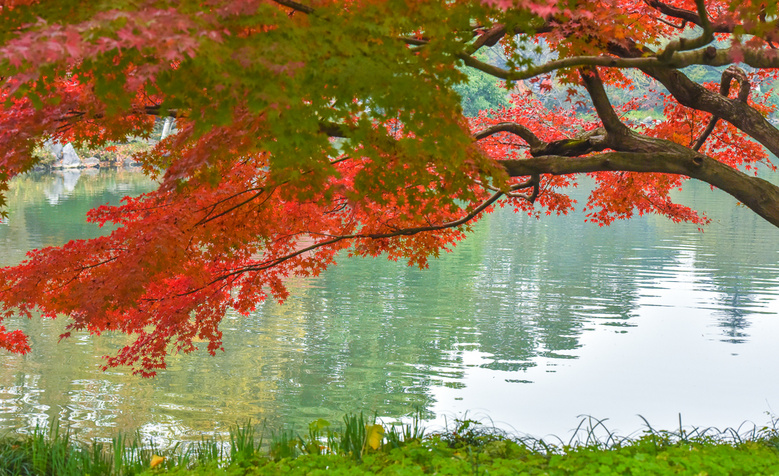 【初冬秋景】西湖景區(qū)紅葉醉人