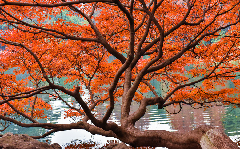 【初冬秋景】西湖景區(qū)紅葉醉人