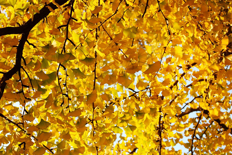 枫叶红于二月花